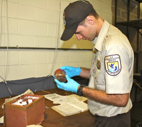 Inspector looks at a shipment of fiddler crabs