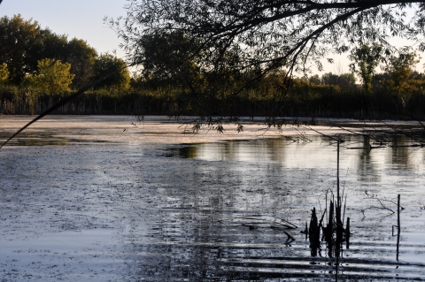 A wetland lined by trees