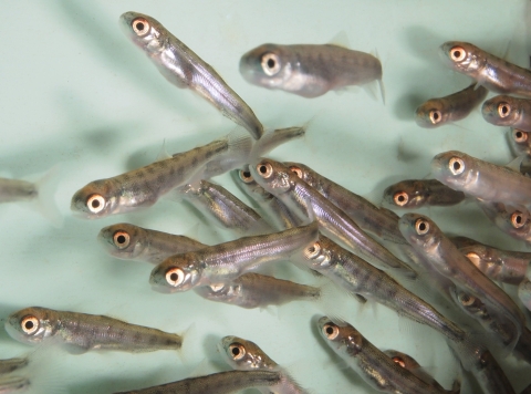 Kokanee fry - Issaquah Hatchery