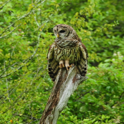 A Barred Owl perched on a tree branch