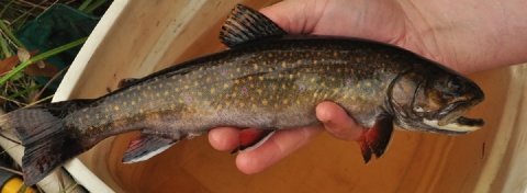  Brook trout