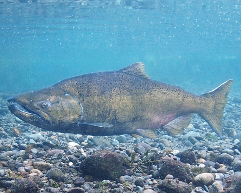 Adult Chinook salmon swimming in McAllister Springs, WA