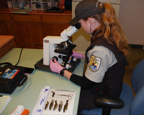 A Veterinary Medical Officer inspects coho salmon fry mortalities for diseases at Quilcene National Fish Hatchery