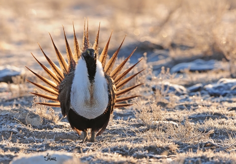 Greater sage grouse in field