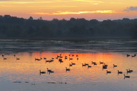 Scenic lake at sunrise with swimming geese