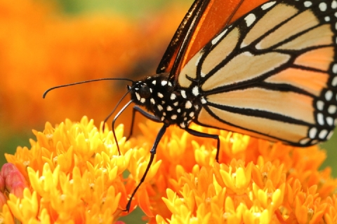 Monarch butterfly visiting the Green Lake pollinator garden