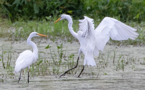 Two great egrets in marsh at Muscatatuck NWR