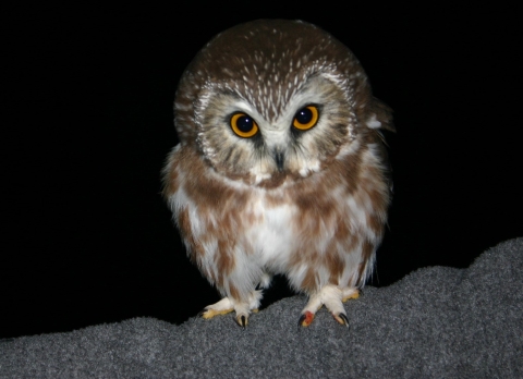 Saw whet owl ready to be released after measuring at Big Oaks NWR