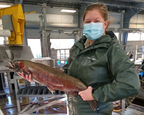 Makah National Fish Hatchery employee holding a winter steelhead during spawning event.