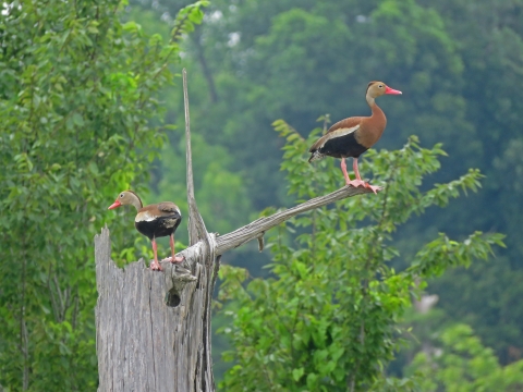 Two Black-bellied Whistling-Ducks perched on a tree stump