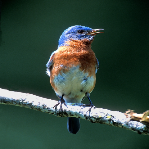 An Eastern Bluebird perched on a tree limb