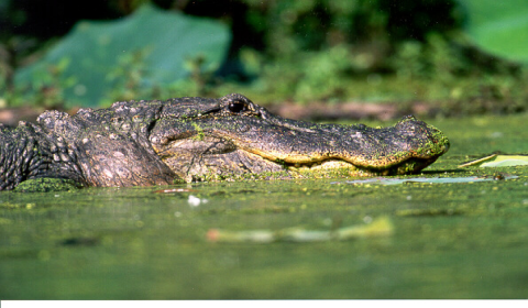 A large American Alligator swimming in swamp water