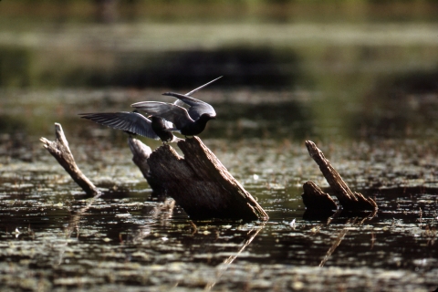 A pair of black terns, loafing on a dead stump, in one of Turnbull's wetlands.