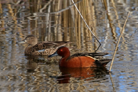 A pair of cinnamon teal dabbling ducks, a common breeder found on Turnbull's wetlands. 