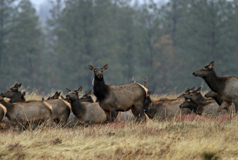 A herd of elk on a misty morning in a meadow at the edge of a Ponderosa Pine Forest at Turnbull National Wildlife Refuge.