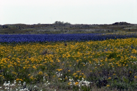 A beautiful year for wildflowers bursting with color in meadow steppe habitat at Turnbull National Wildlife Refuge.