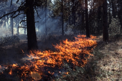 Prescribed fire is a necessary management tool used to restore Ponderosa Pine forests to their natural state.