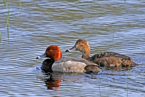 A pair of redhead diving ducks swimming in a refuge wetland.