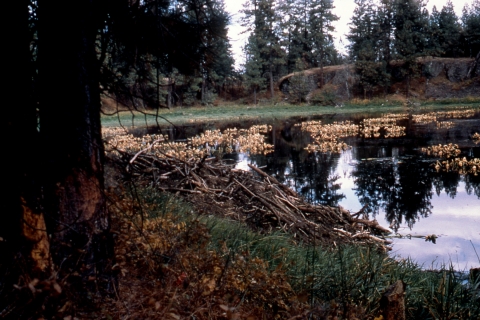 Ponderosa pine forests, wetlands, basalt rock outcrops, riparian forest bordering the wetland's edge, and a beaver lodge give Turnbull NWR a distinctive beauty.