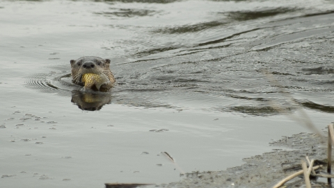 A river otter surfaces in Turnbull's Middle Pine Lake with his prized catch - a large, brilliantly-colored pumpkinseed sunfish.