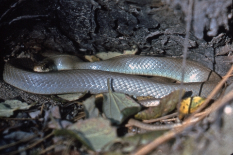 A rarely seen rubber boa has a shiny smooth-scaled skin which provides a rubbery look, is one of the several snakes found in Turnbull's forests.