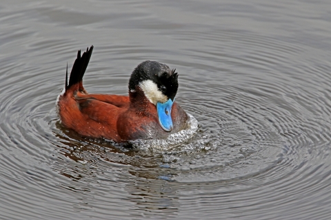 A male ruddy duck, in full breeding plummage, struts his stuff and blows bubbles with his aquamarine colored-bill for a female nearby.