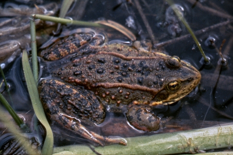 The spotted frog, aptly named, is the largest native frog found at Turnbull.