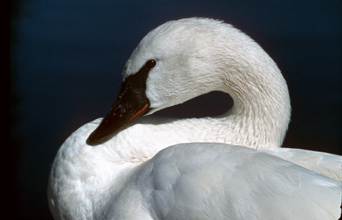 A nice close up of a male Trumpeter Swan, named Solo, famous for his longevity and legacy.