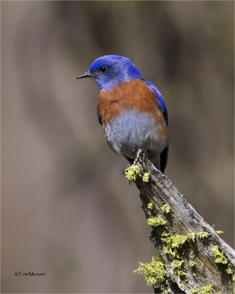A male western bluebird perched on a snag is hard to mistake with his brilliant blue plumage.