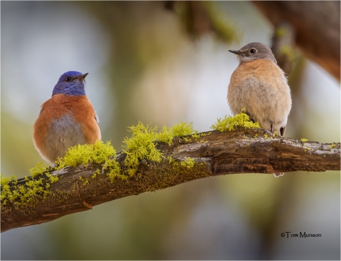 A beautiful pair of bluebirds roosting on a dead Ponderosa Pine branch covered with wolf lichen at Turnbull NWR