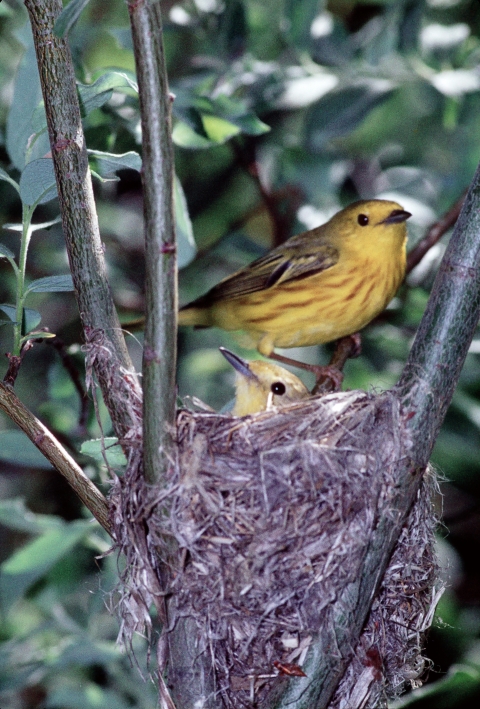 A male yellow warbler perched next to the nest while the female incubates the eggs.