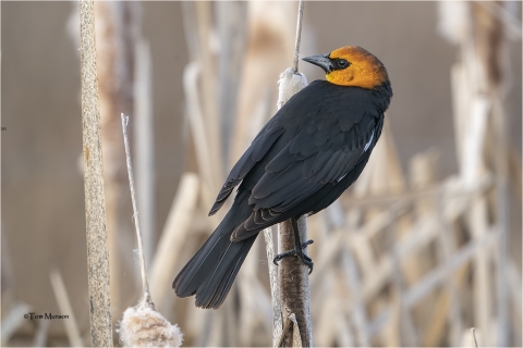 An early arrival yellow-headed blackbird male perched on a residual cattail head establishing his territory at Turnbull NWR.