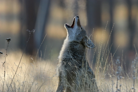 A coyote howling in the Ponderosa Pine Forest at Turnbull National Wildlife Refuge.