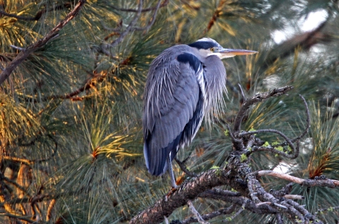 Great blue heron roosting on a branch of a ponderosa pine tree at Turnbull NWR.