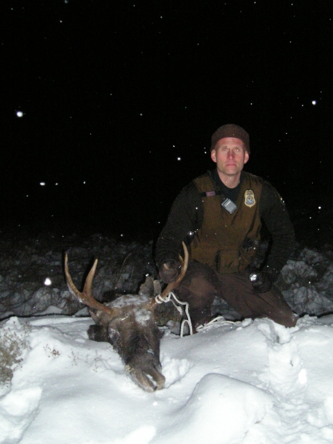 A USFWS law enforcement officer next to a poached moose in the snow at night.