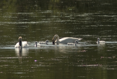 Trumpeter Swans and their 4 newly hatched cygnets feeding on Lower Pine Lake at Turnbull NWR.
