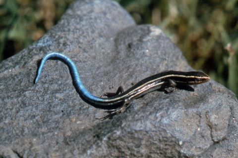 A juvenile western skink, aged by a vivid blue tail, enjoying the sun on a basalt rock outcropping at Turnbull NWR.