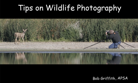 Photographer patiently waiting to capture the perfect shot of a mule deer fawn next to a wetland shore bordered by hardstem bulrush.