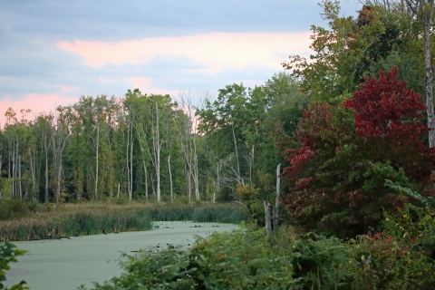 Wetlands at Fannie Stebbins Unit of Silvio O Conte National Fish and Wildlife Refuge