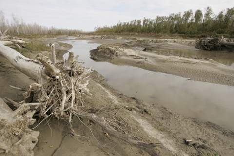Photo showing a side channel of the Missouri river showing river sediment, and woody debris 