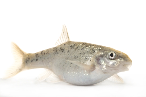 A single minnow-like fish in front of a white background. 