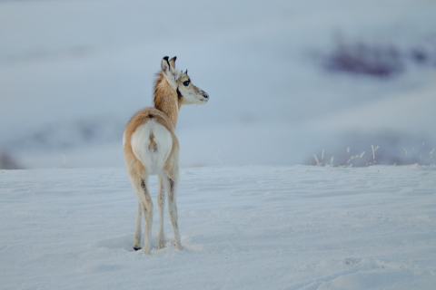 A pronghorn gazes to its right while standing in a snowy field. 