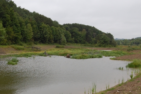 a newly created wetland, standing water adjacent to a forested area