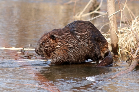 Beaver in the water at Trempealeau National Wildlife Refuge