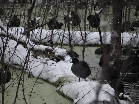American coots collected in a wetland with one in the forefront standing on a snow covered log.