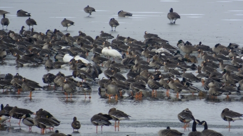 Mixture of geese standing on ice along edge of open water on DeSoto Lake