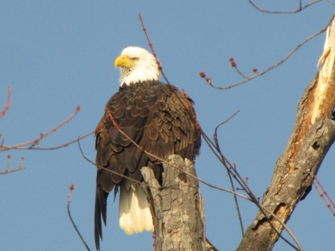 Bald eagle on perch photo