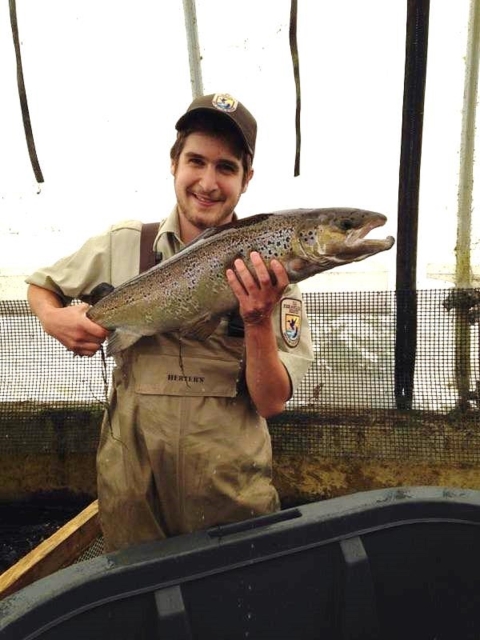 Technician holding a male Atlantic salmon