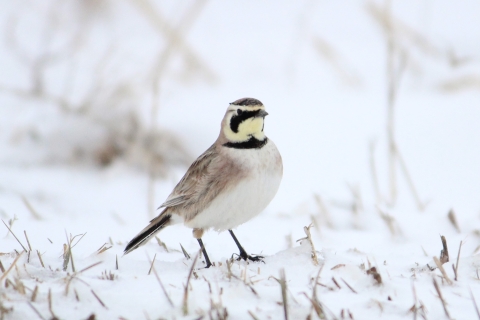 Male horned lark standing in open snowy field