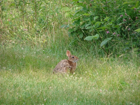 A small rabbit, the secretive New England Cottontail, crouches in a grassy clearing, surrounded by a ring of thick, green vegetation. 